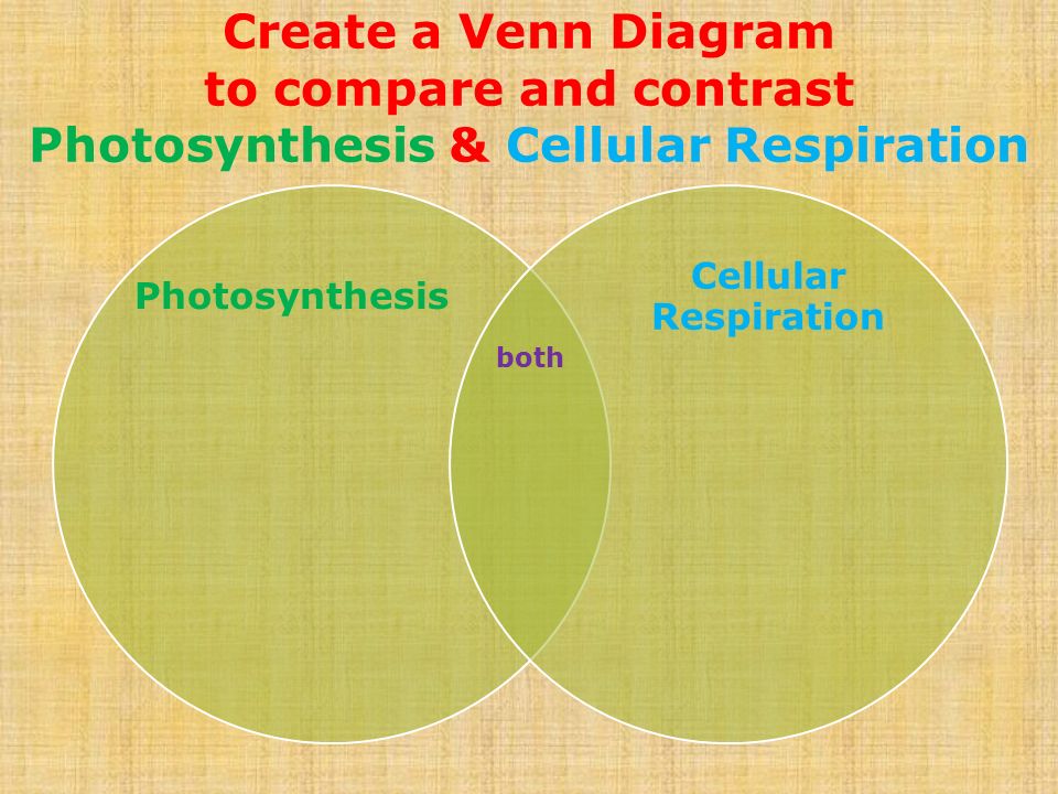 Essay comparing contrasting photosynthesis respiration